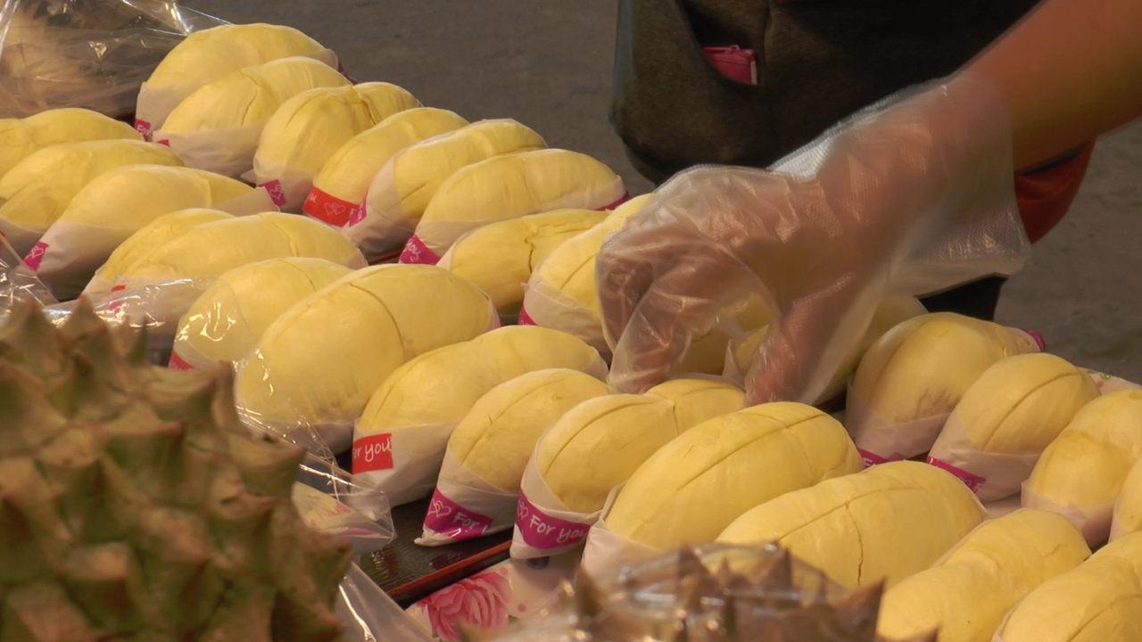 คนแห่ซื้อ ทุเรียนหมอนทอง กิโลกรัมละ 98 บาท สวนกระแสน้ำมันแพง