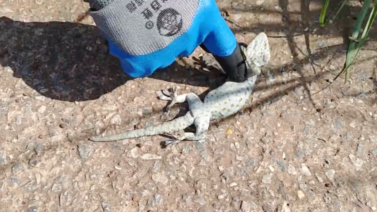 โซเชียลลุ้น ปั๊มหัวใจช่วยชีวิต "ตุ๊กแก" หลังถูกงูเขียวรัดล้วงกินตับ 