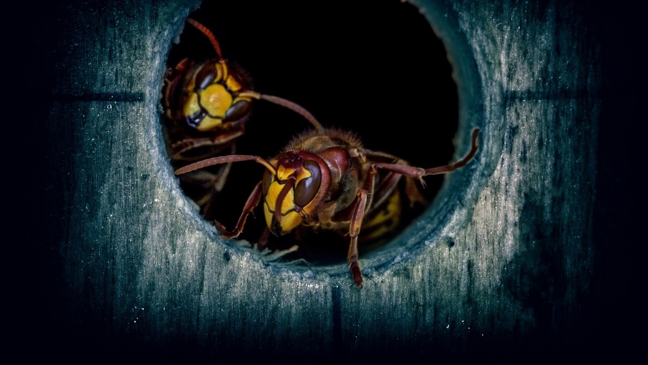 ฝันเห็นรังต่อในบ้าน มีความหมายว่าอย่างไร