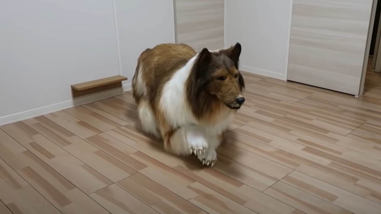 เหมือนมาก! ชายญี่ปุ่นอยากเป็นสัตว์สี่ขา ทุ่มเงินกว่า 5 แสน ตัดชุดสุนัข (คลิป)