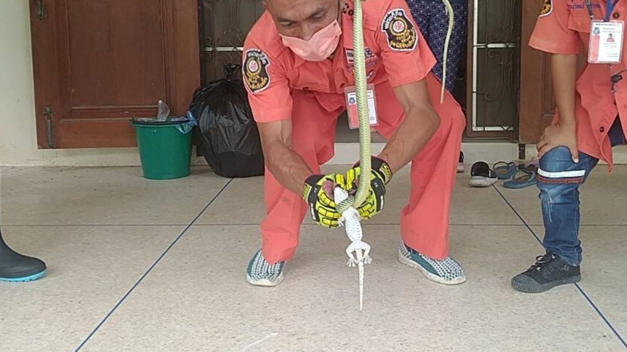 เพิ่งเคยเห็นครั้งแรก งูเขียวกินตับตุ๊กแก เจ้าของบ้านมั่นใจมาให้โชค (คลิป)