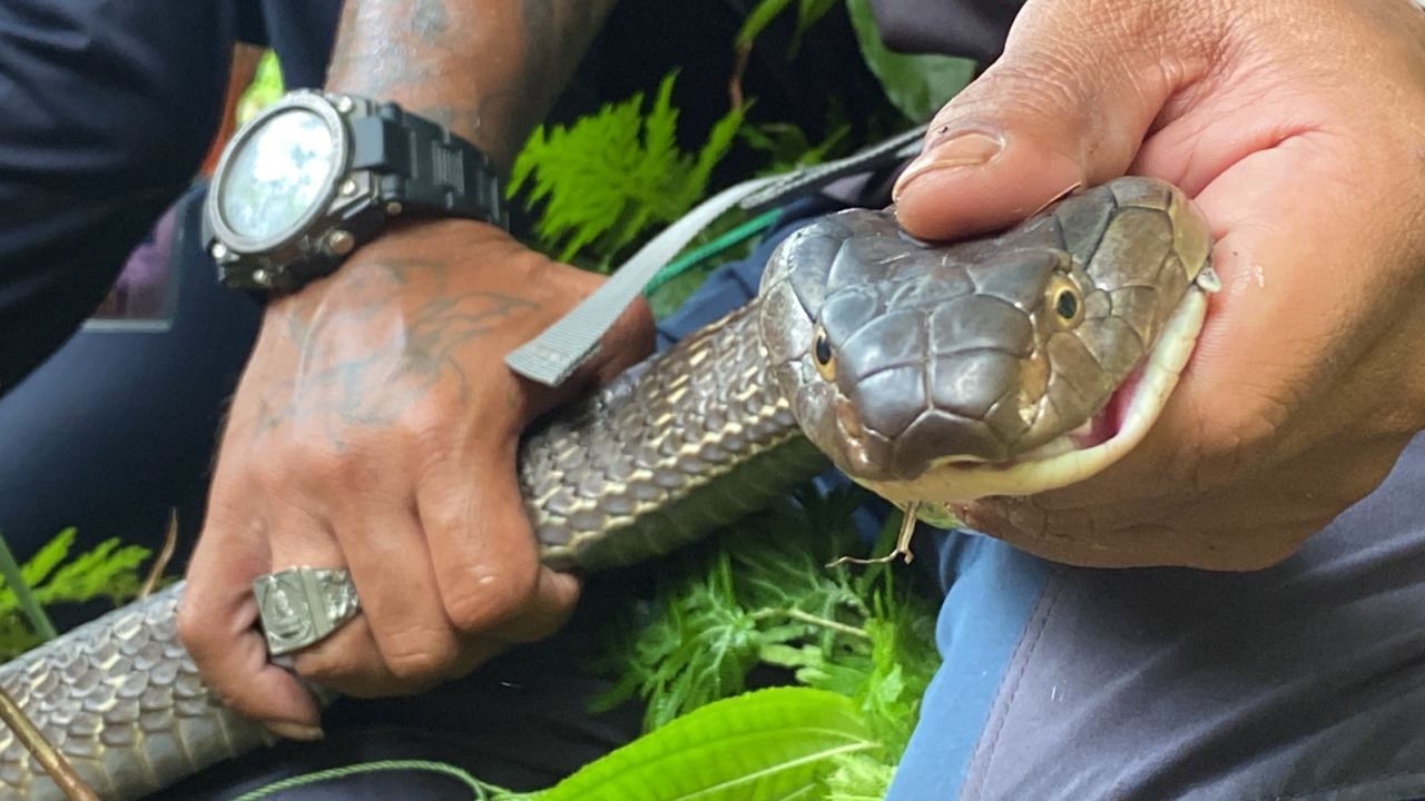 ทีมอสรพิษฯ ช่วยจับจงอางหวงไข่สวนยางที่พัทลุง หลังทำชาวบ้านผวาร่วมเดือน