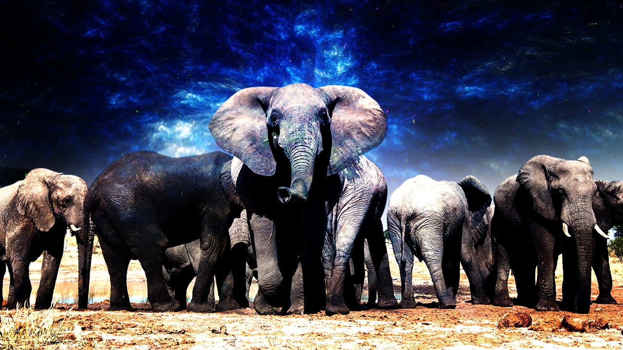 ฝันว่าช้างวิ่งไล่ เครื่องเตือนใจยิ่งใหญ่ทำชีวิตให้สำเร็จ