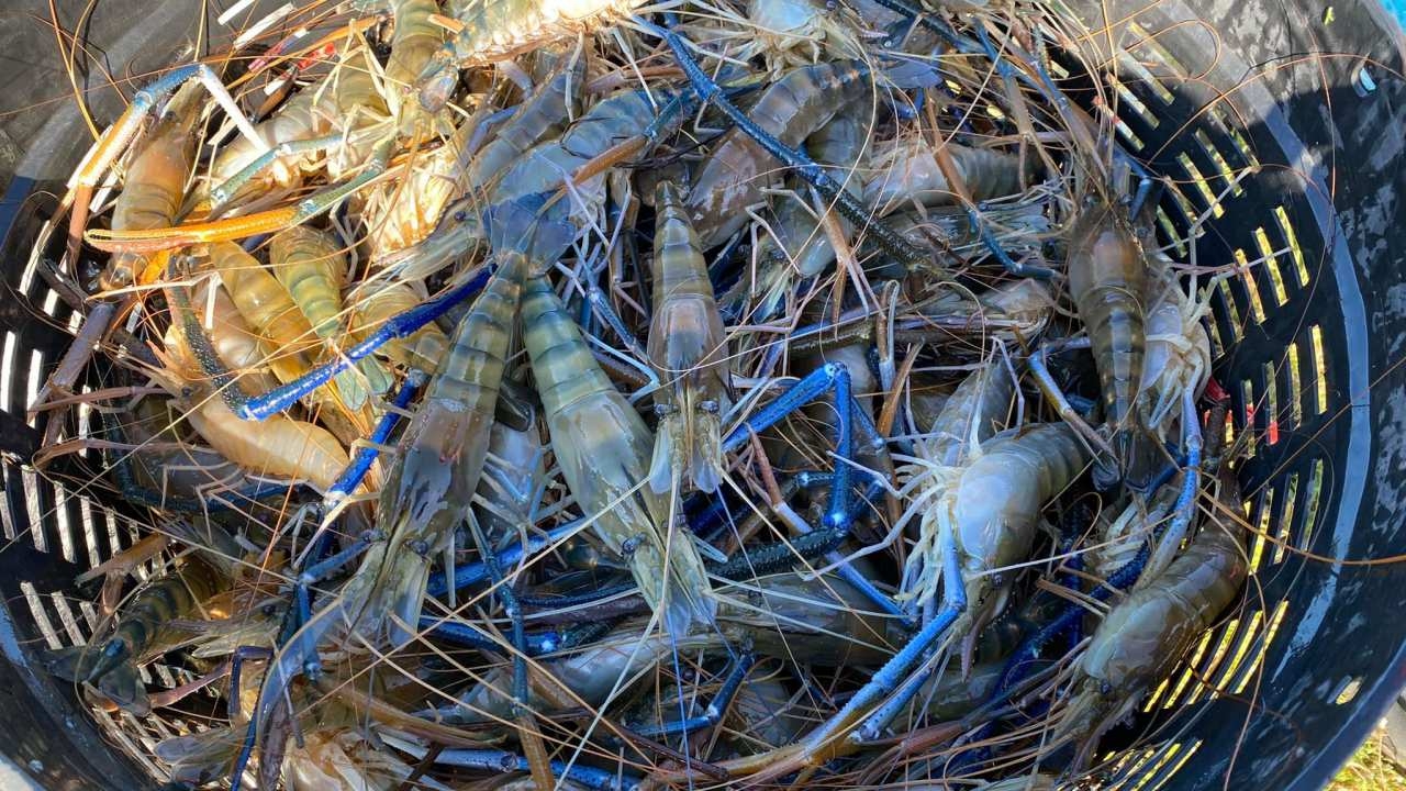 น้ำมันแพงทำกุ้งก้ามกรามกาฬสินธุ์แย่ ซ้ำเติมพิษโควิด ตลาดซบเซาอีกครั้ง