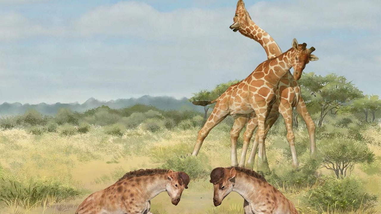 ฟอสซิล 17 ล้านปี เผยวิวัฒนาการคอยาวของยีราฟ