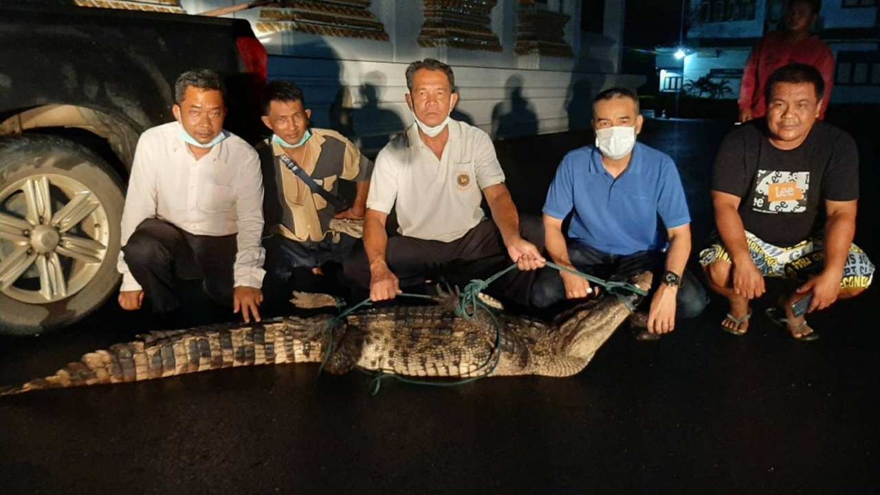 ประมงฉะเชิงเทรา จับจระเข้ได้อีกตัว ริมฝั่งบางปะกง เผยขนาดยาวกว่า 2 เมตร