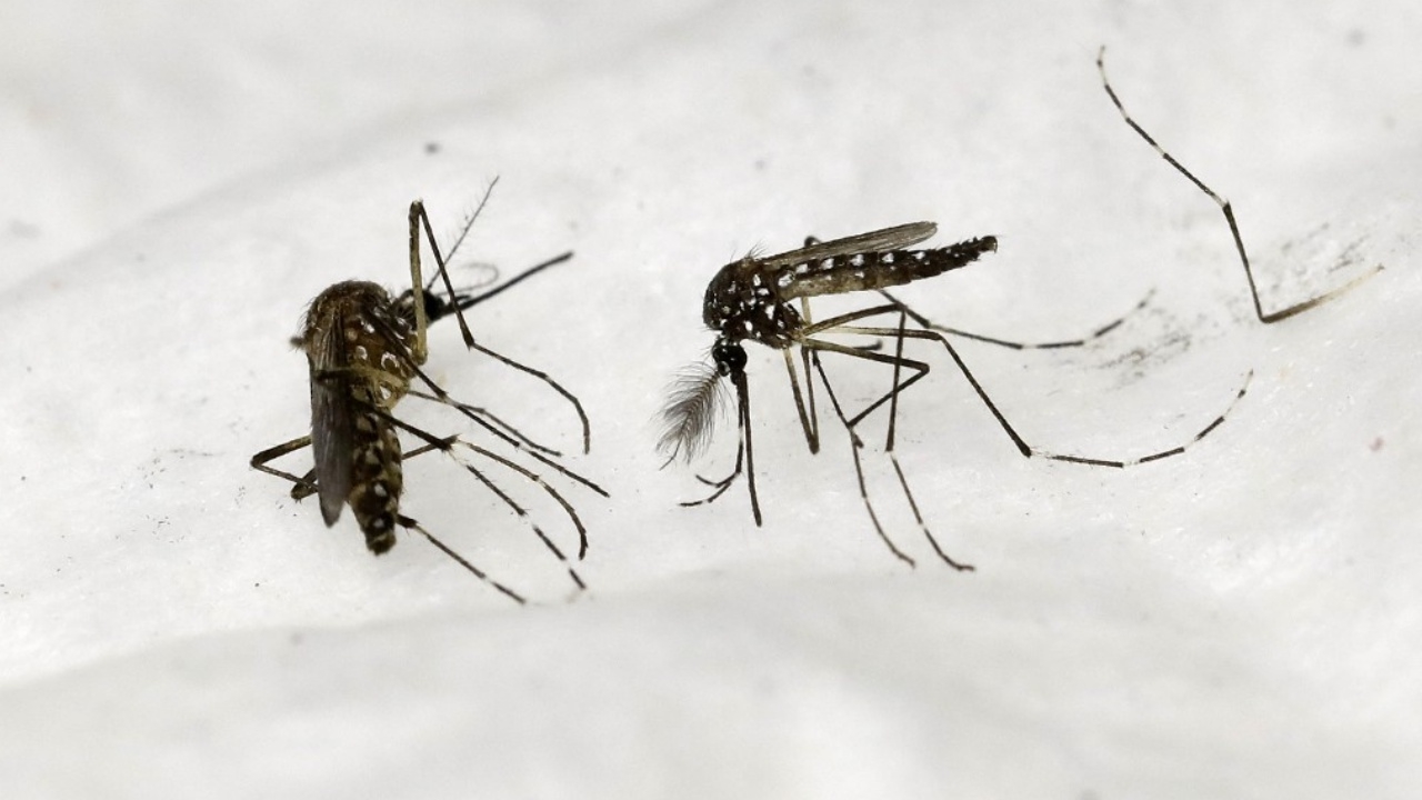 สิงคโปร์ผู้ป่วยไข้เลือดออกพุ่งกว่า 11,000 ราย เข้าขั้นฉุกเฉิน