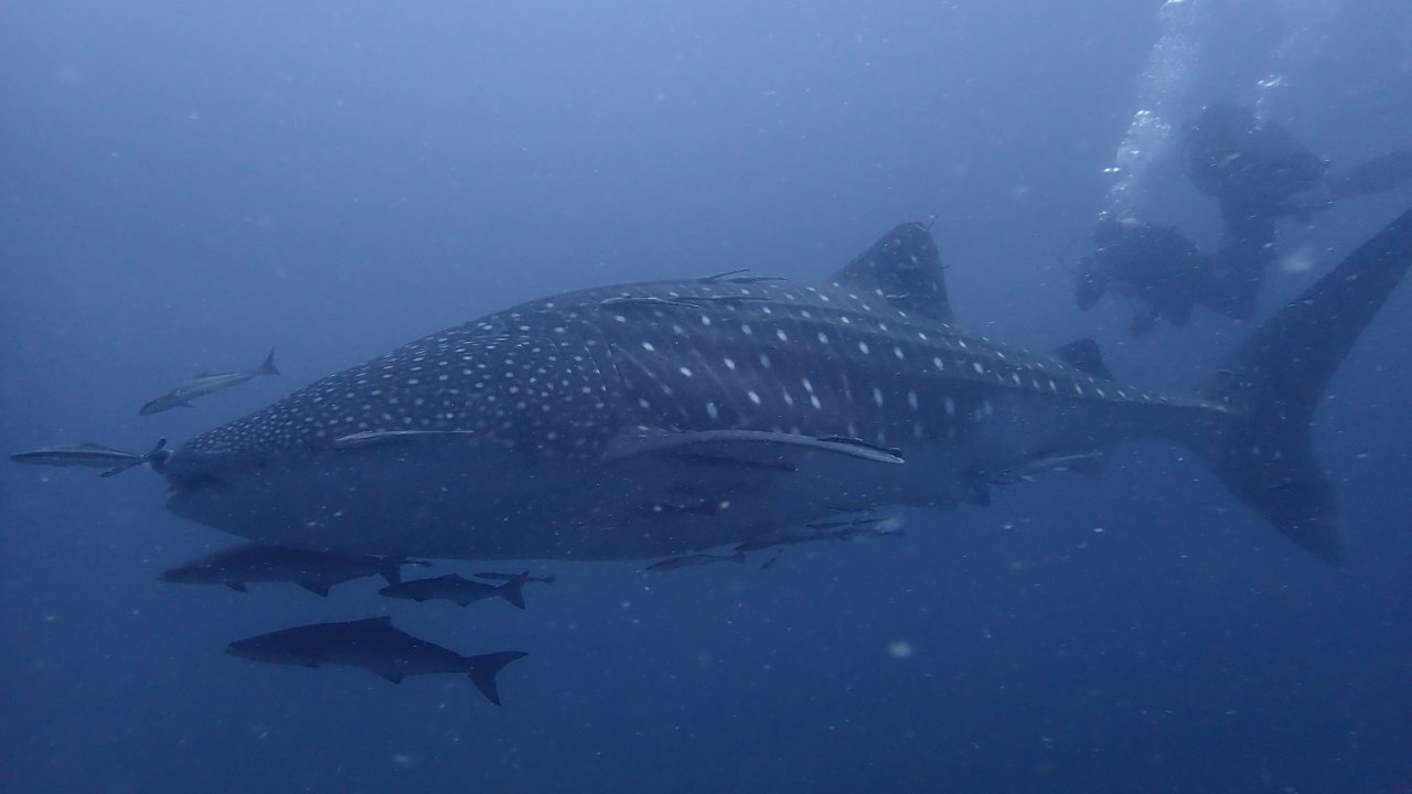 นักท่องเที่ยวดำน้ำที่เกาะเต่า ดีใจเจอพี่จุด ฉลามวาฬ โผล่ต้อนรับข้างเรือ