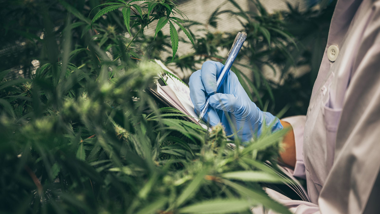 เปิดสถิติแอปฯ ปลูกกัญ คนลงทะเบียนปลูก "กัญชา-กัญชง" กว่า 8 แสนคน