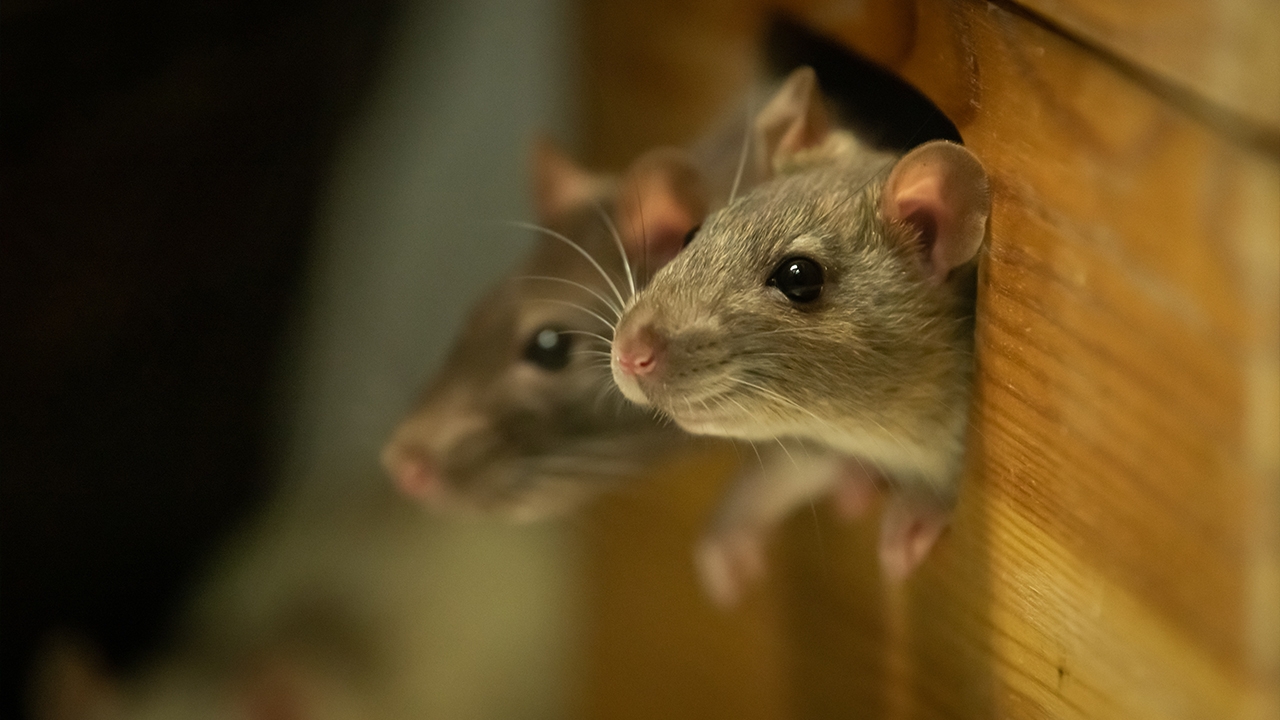 ฝันเห็นหนู ทำนายฝันแม่นๆ จะได้โชคหรือไม่ ตีความหมายพร้อมเลขเด็ด 