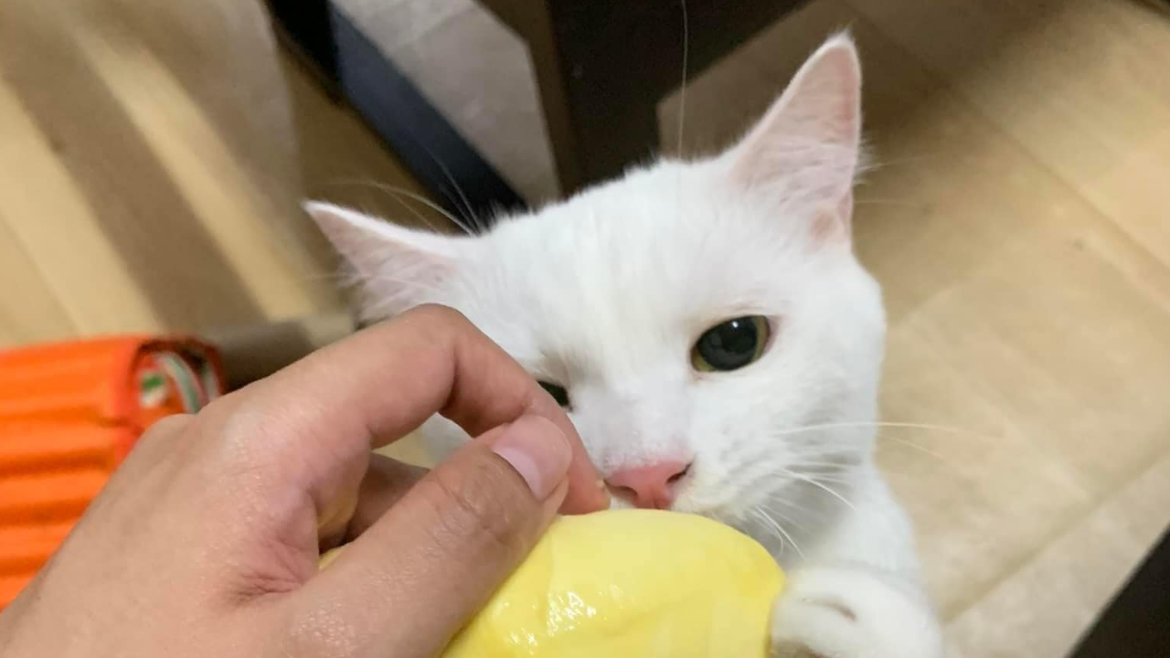 เจ้าของใจหาย "แมวแอบกินเม็ดทุเรียน" อาเจียนไม่หยุด น้ำลายฟูมปาก