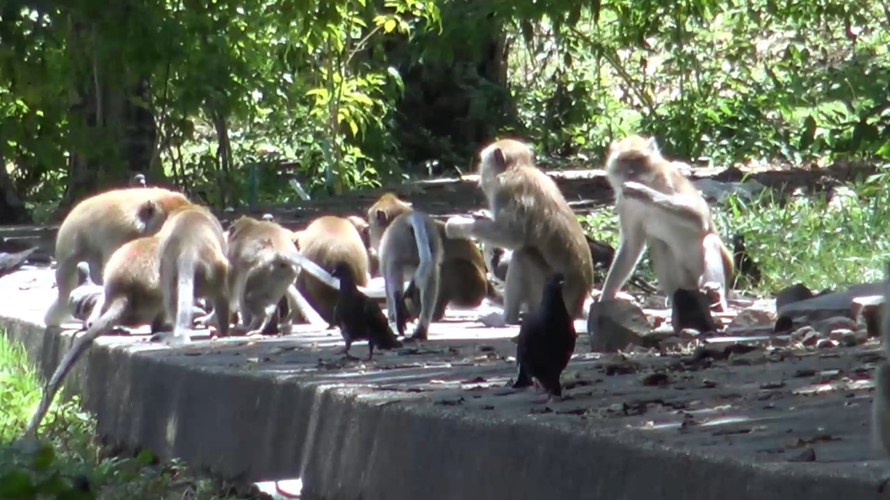 ฝีดาษลิงทำไร้นักท่องเที่ยว หาดแหลมสมิหลาโดนป่วน ฝูงวานรหิวโหยบุกอาละวาด