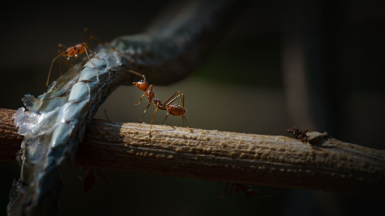 เปิดตำราทำนาย "ฝันเห็นซากงูใหญ่" ต้องระวังเรื่องสุขภาพจริงหรือ?