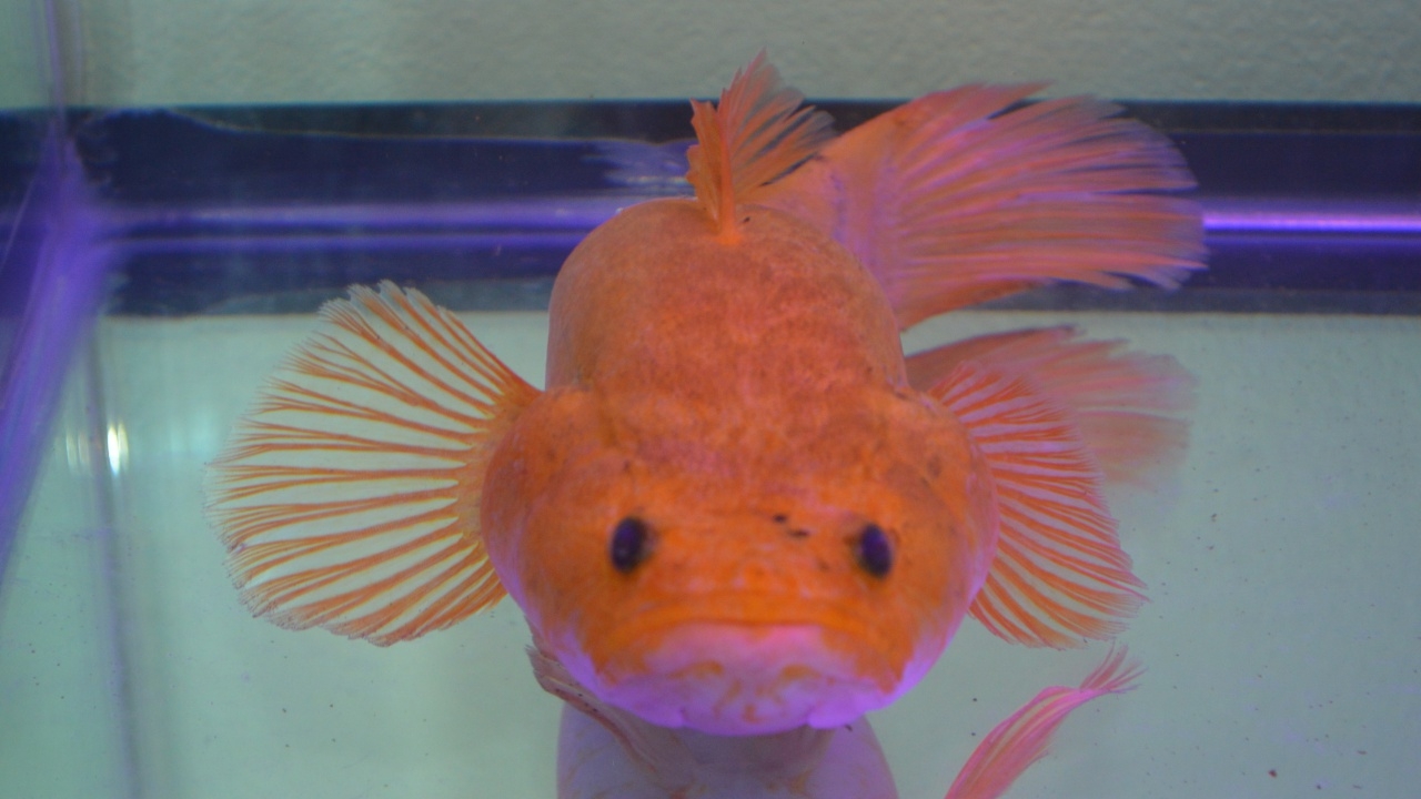 คอหวยรุมส่อง "ปลาบู่ทอง" จุดธูปขอ "เลขเด็ด" เสี่ยงโชค 1 ต.ค. 65