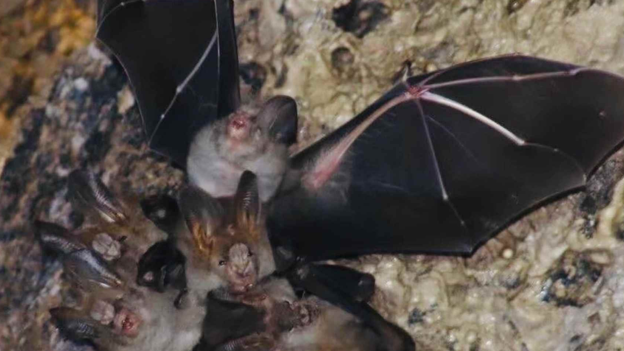 อันตราย ลอดโพรง "ช้าม่วง" ออกมาป่วยโรคฮิสโตพลาสโมซิส จากเชื้อรามูลค้างคาว