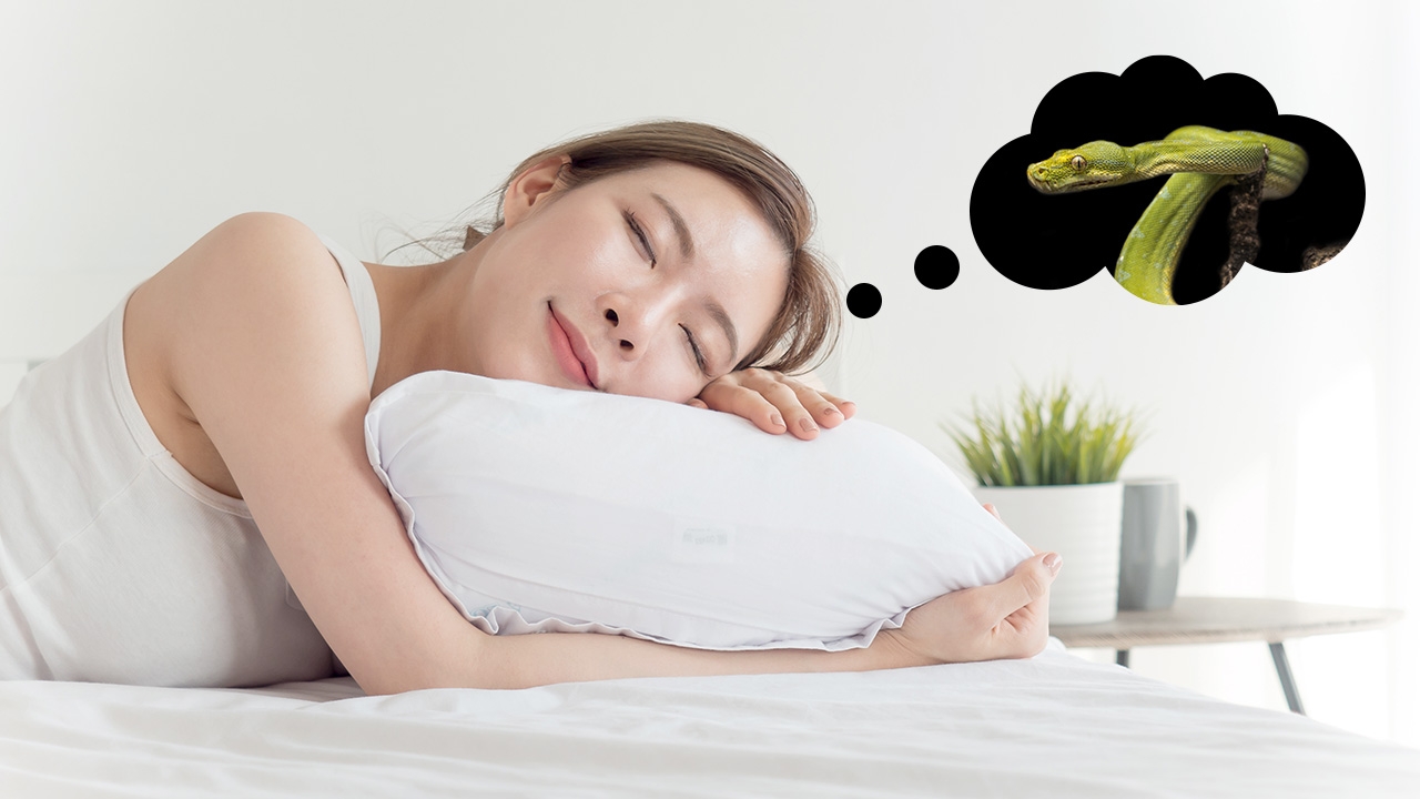 ทำนายฝัน ฝันเห็นงูเขียว หมายถึงเรื่องดีในชีวิต? พร้อมเลขเด็ด