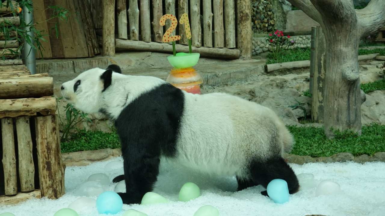 สวนสัตว์เชียงใหม่ จัดงานฉลองวันเกิดแพนด้า "หลินฮุ่ย" อายุครบ 21 ปีแล้ว