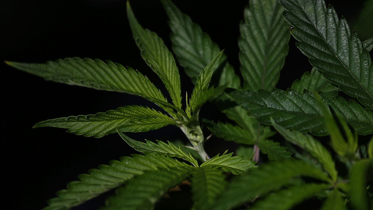 โจ๋ล้อมเสพกัญชา ซ้ำรอยชุดนักเรียน แค่ "ตักเตือน" ตร.ชี้หนักใจกฎหมายเปิดช่อง