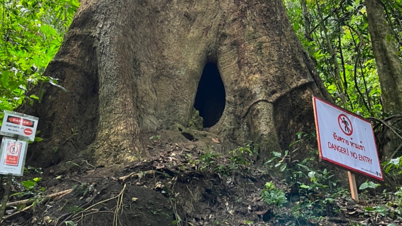 สำรวจโพรง "ต้นช้าม่วง" ต้นตอป่วยโรคฮิสโตพลาสโมซิส เชื้อราจากมูลค้างคาวเข้าปอด