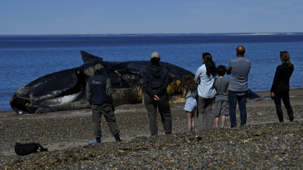 อาร์เจนตินาส่งผู้เชี่ยวชาญเร่งตรวจสอบหลังพบวาฬ 13 ตัวทยอยตายเกยตื้นปริศนา