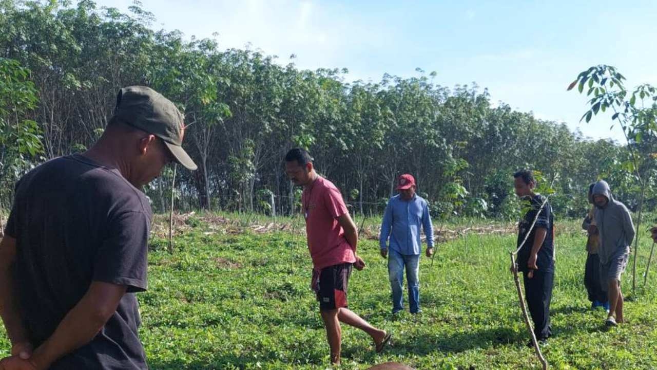 วัวตายหมู่ 5 ตัวในสวนยางพารา คาดถูกวางยา สาเหตุคาดวัวไปกินยอดต้นยางชาวบ้าน