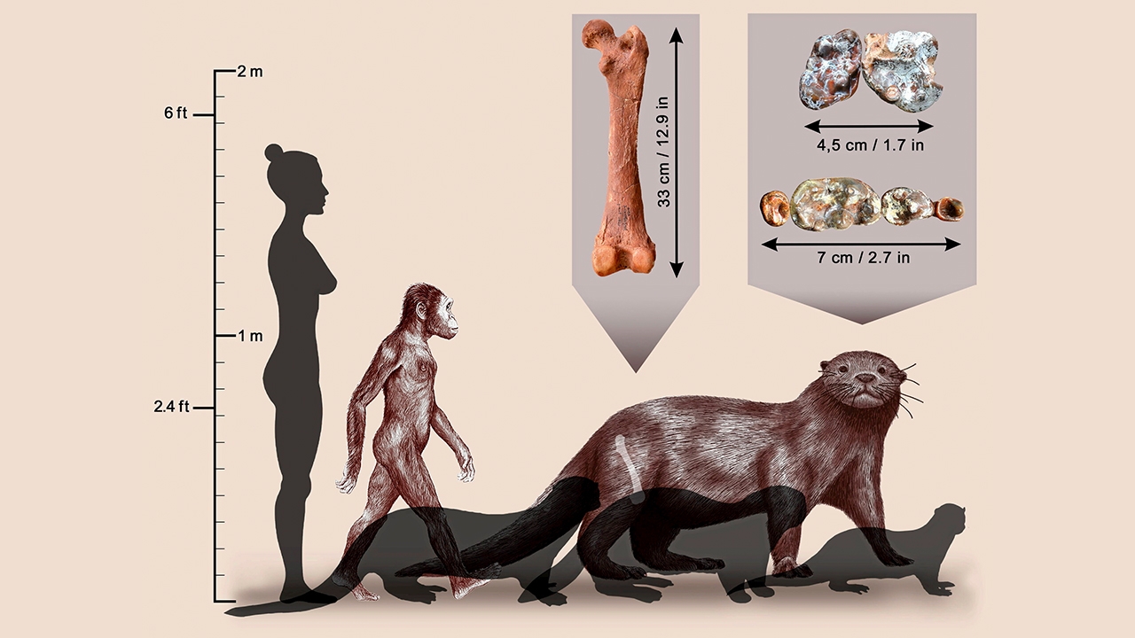 พบฟอสซิลนากโบราณในเอธิโอเปียขนาดเท่าสิงโต