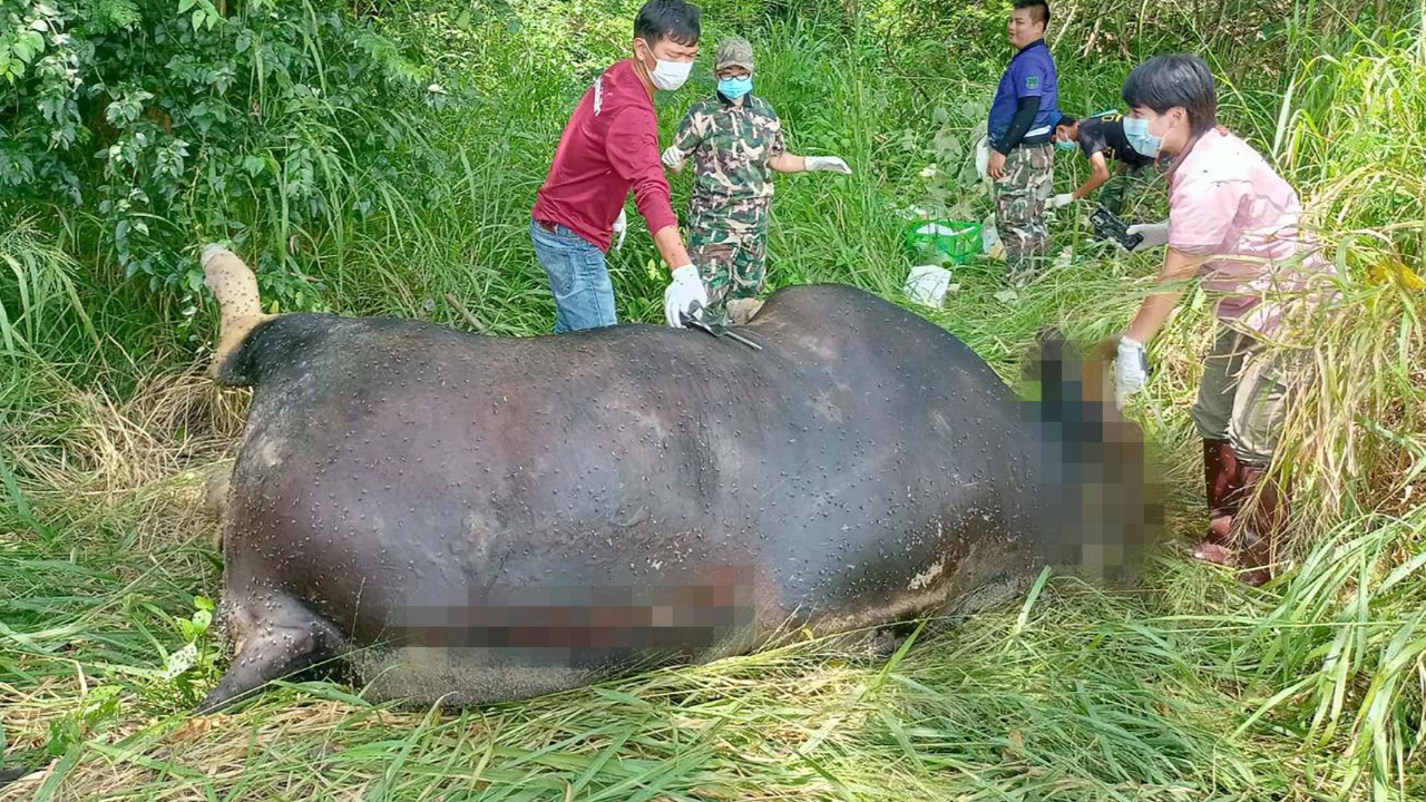 พบกระทิงหนุ่ม โตเต็มวัย ตายปริศนาข้างป่าเขาใหญ่  