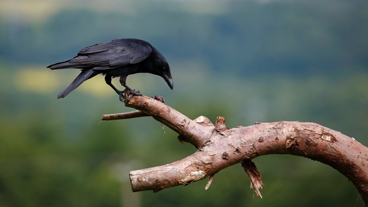 ฝันเห็นอีกา 1 ตัว หลายตัว ไล่จิก มีความหมายว่าอย่างไร