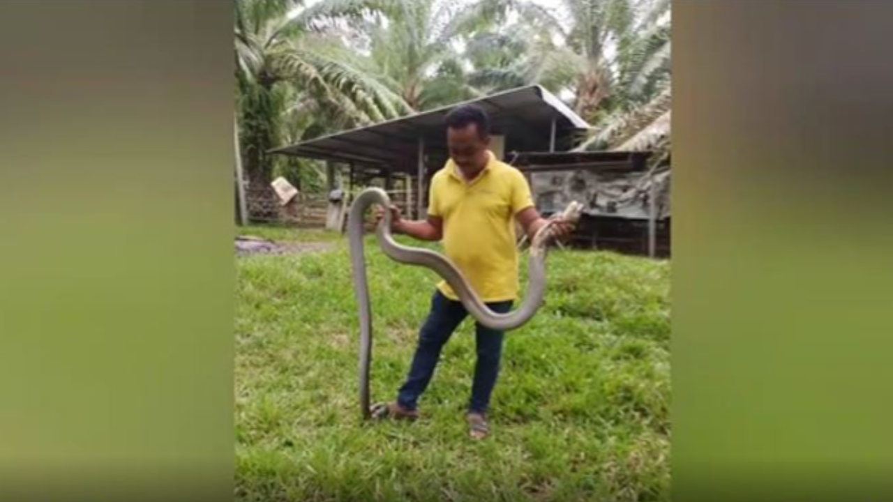 ระทึก "จงอางยักษ์" 4 เมตร ซุกคอกวัว กู้ภัยล้อมจับ-งูสู้สุดฤทธิ์ (คลิป)