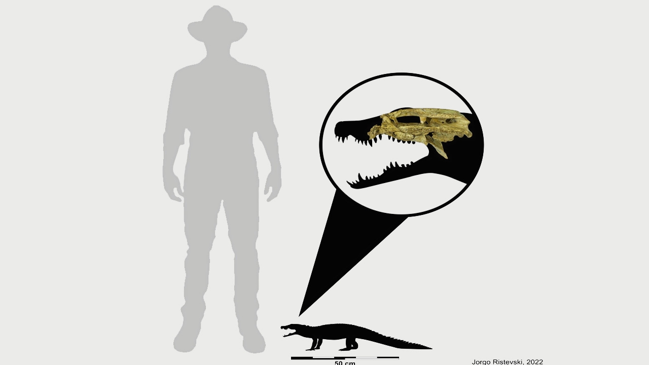 ความหลากหลายของจระเข้โบราณออสซี