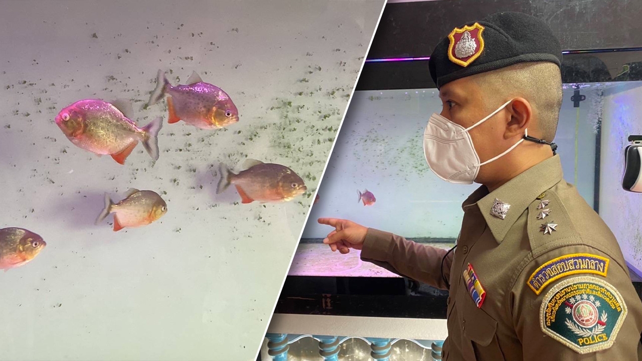 ตำรวจเตือนห้ามครอบครอง "ปลาปิรันยา" เจอปรับเป็นล้าน จำคุก 1 ปี