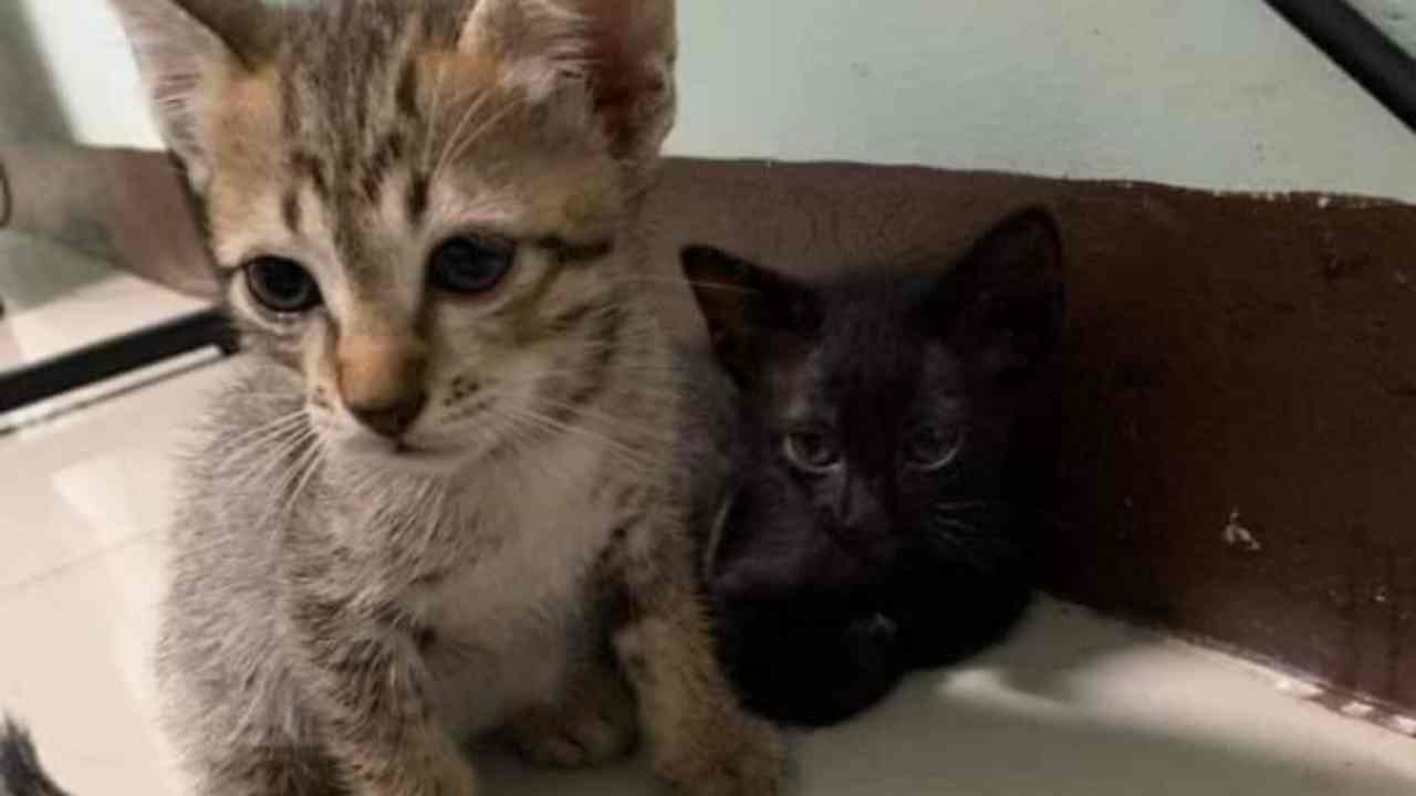 หนุ่ม 19 ยอมรับแล้ว อ้างเครียด ทารุณกรรมแมวที่ขอมาจนตาย ไม่ใช่แค่ 2 ตัว