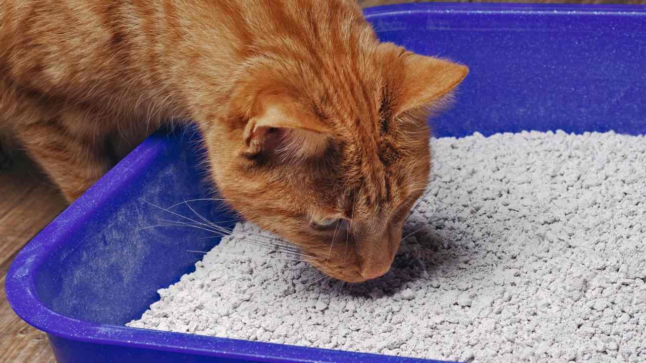 หนุ่มแจง หลังมีดราม่า รับแมวไปเลี้ยงแล้วตาย หมออธิบาย แมวกินทรายอันตรายมั้ย 