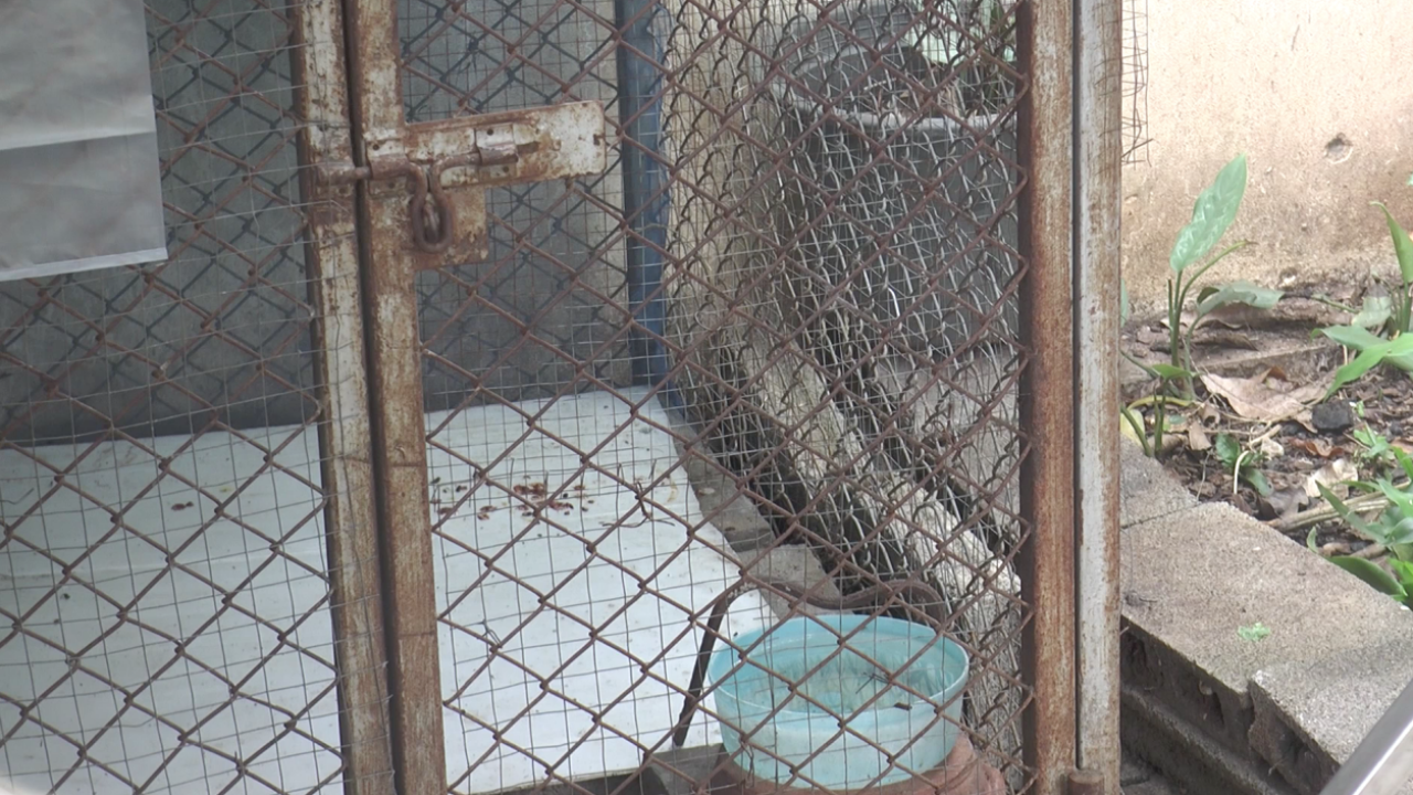 "เจ้าของ" พ้นขีดอันตรายแล้ว หลังโดนพิตบูลกัดแผลเหวอะ อิจฉาให้อาหารหมาจร