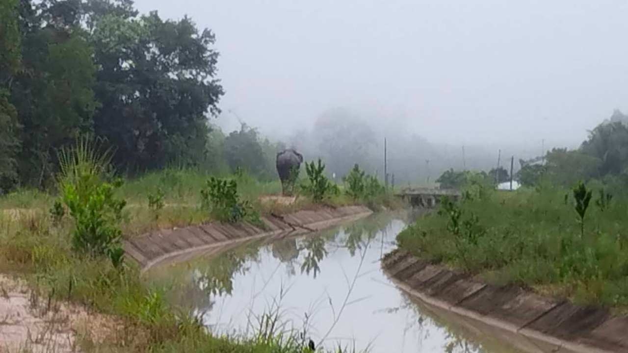 จนท.อุทยานฯ จ่อย้าย "เจ้าละมุด" ช้างป่าปราจีนบุรี ไปอยู่ผาเม่นสัปดาห์หน้า