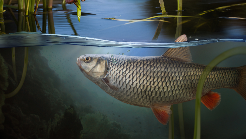 .คำทำนาย ฝันเห็นปลา พร้อมความหมาย และเลขนำโชคตามตำรา.