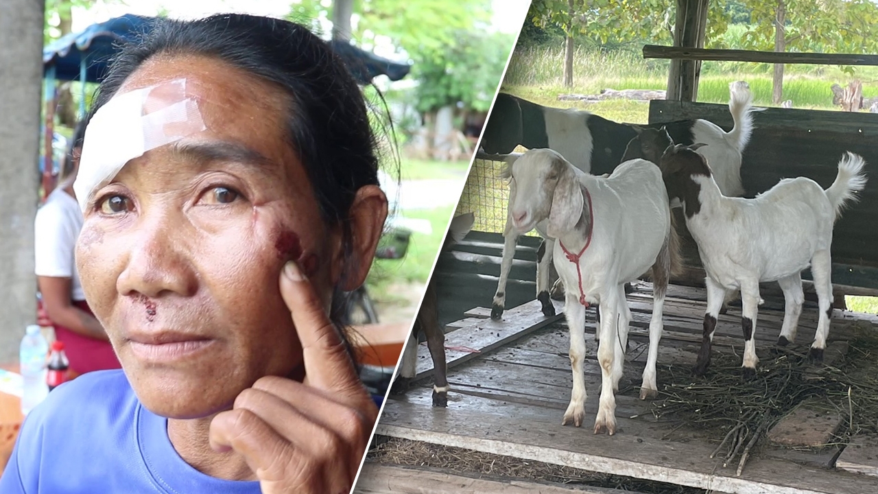 สัตว์เลี้ยง ผญบ.วิ่งชนรถแม่ค้าล้มบาดเจ็บ เถียงกันวุ่น หมา หรือแพะ 