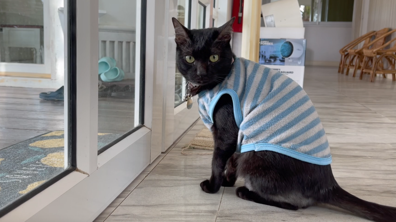 คนรักแมวต้องระวัง มิจฉาชีพแอบอ้างชื่อรพ.สัตว์ หลอกเรี่ยไรเงินบริจาค