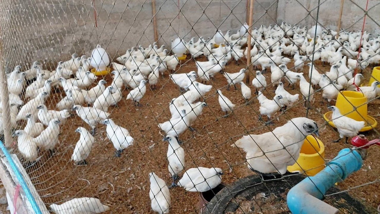 ไก่ดำสมุนไพรบ้านเชิงหวาย สินค้าอัตลักษณ์เมืองสองแคว