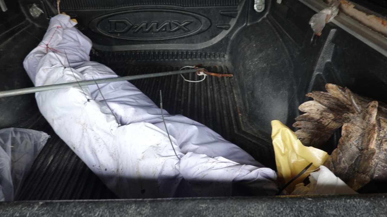 ประมงฉะเชิงเทรานำจระเข้ย้ายไปที่ชลบุรี เตือนคนริมฝั่งบางปะกงระมัดระวัง