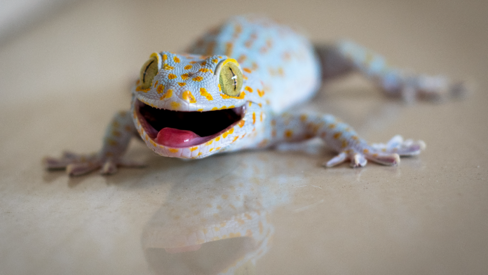 .เปิดตำราทำนาย ฝันเห็นตุ๊กแก หมายความว่าอย่างไร ให้โชคจริงหรือ? พร้อมเลขเด็ด.