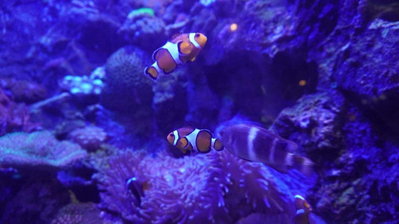 "กรมประมง" เปิดให้เข้าชม "อควาเรียม" สัตว์น้ำหาดูยากฟรี เป็นของขวัญปีใหม่