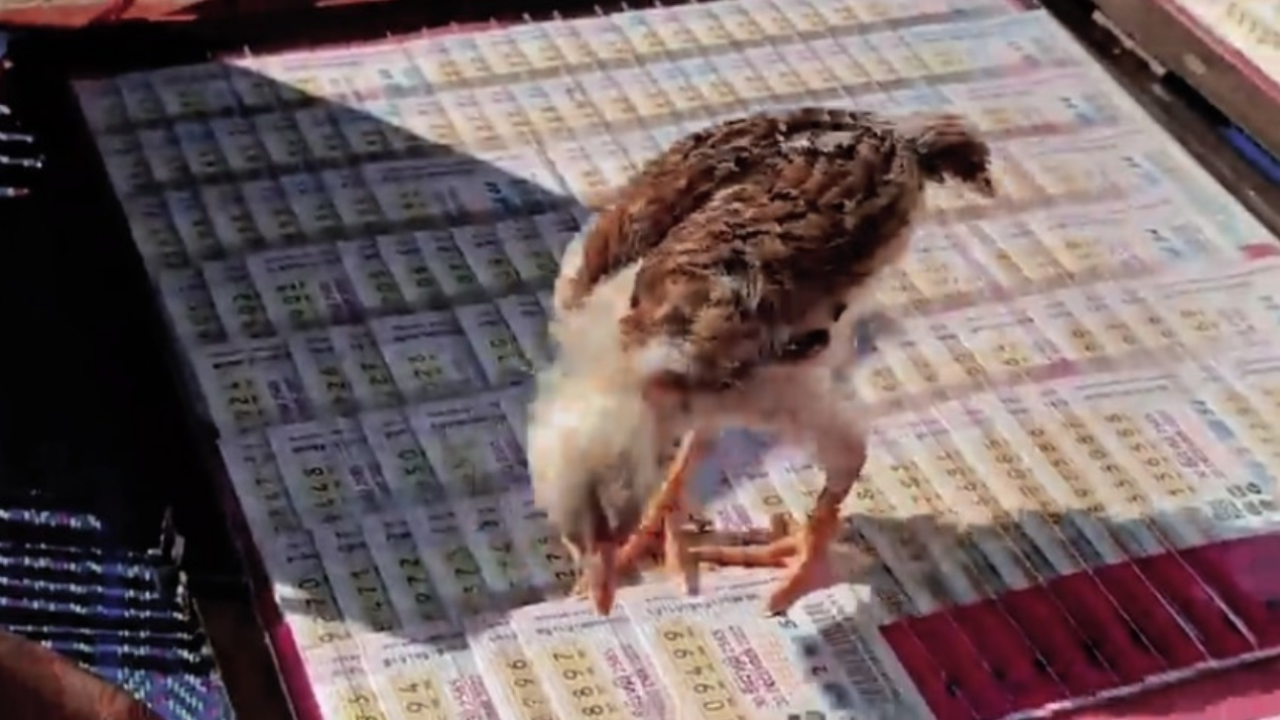 คอหวยไม่พลาด "เจ้าพิกุลทอง" หมอดูลูกไก่ จิก "เลขเด็ด" งวด 30/12/65 
