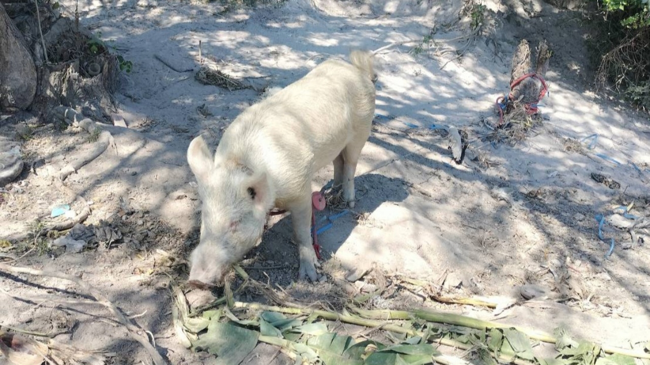 ไม่โกธรมันหรอก หนุ่มโดนหมูไล่ขวิดขา อาการสาหัส หลังตั้งใจจะให้อาหาร
