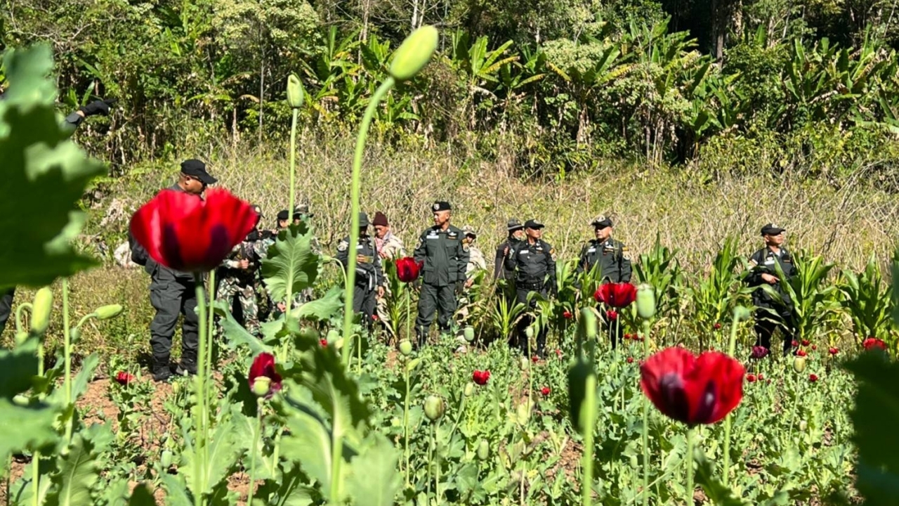 "ปทส.-ตชด." บุกตัดทําลายไร่ฝิ่นกลางหุบเขา เพิ่งกรีดเอายางไปได้ไม่นาน