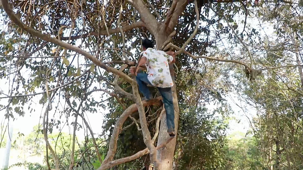 ใช้ชีวิตทาร์ซาน หนุ่มตกอับ หนีไปอยู่ในป่า ขัดห้างบนต้นไม้ พิษโควิดเล่นงาน