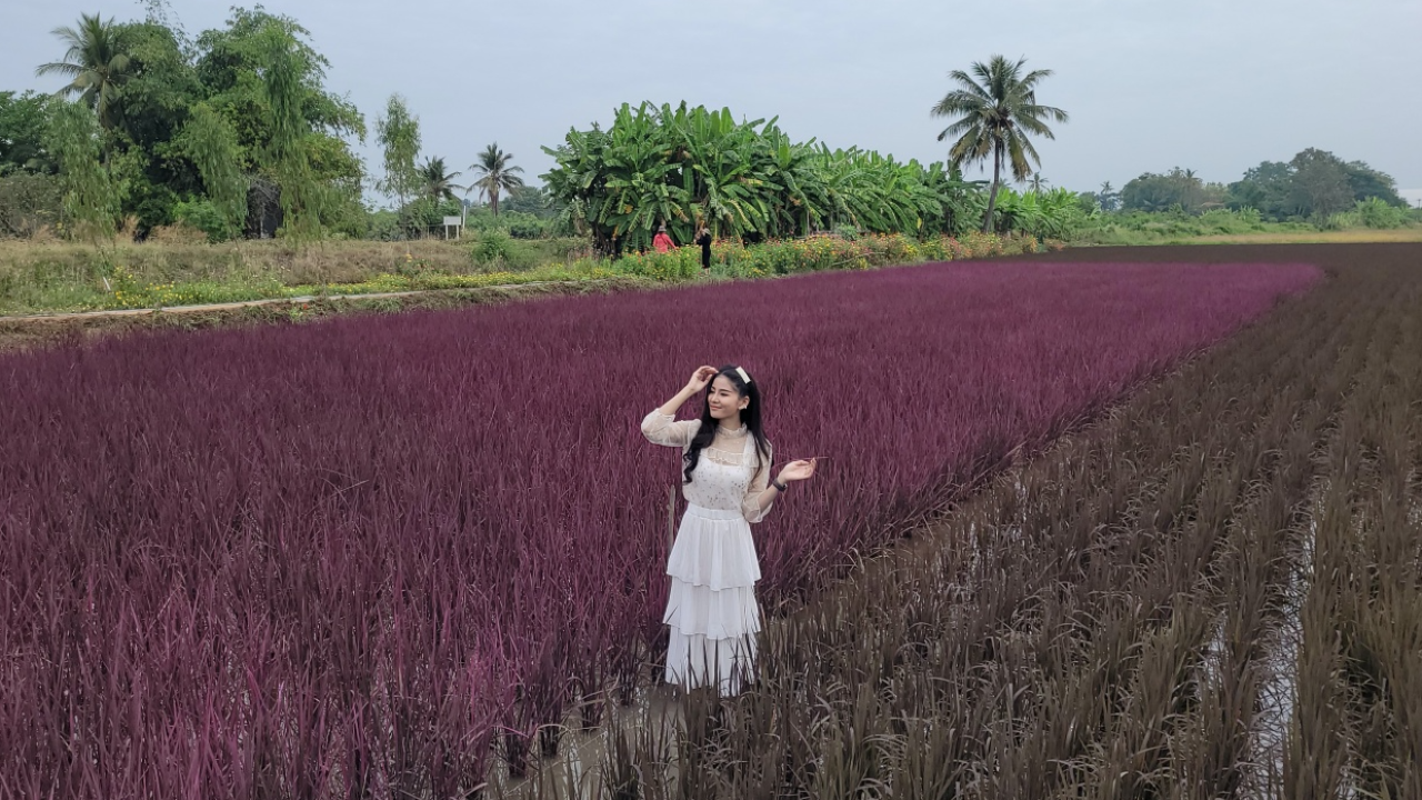 เช็กอินได้แล้ว นาข้าวสีชมพู พิงค์เลดี้ เจออีกพันธุ์ "ไวท์เบบี้"