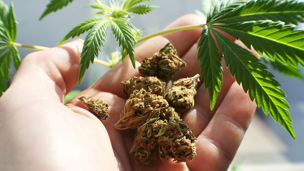 เซฟกัญชา...เพื่อใคร ดันกฎหมายควบคุม