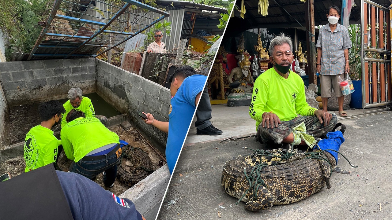 แม่เฒ่าหวั่นจระเข้ที่เลี้ยงไว้หลุด แจ้งกรมประมงมาจับ กู้ภัยพลาดท่าถูกงับขา