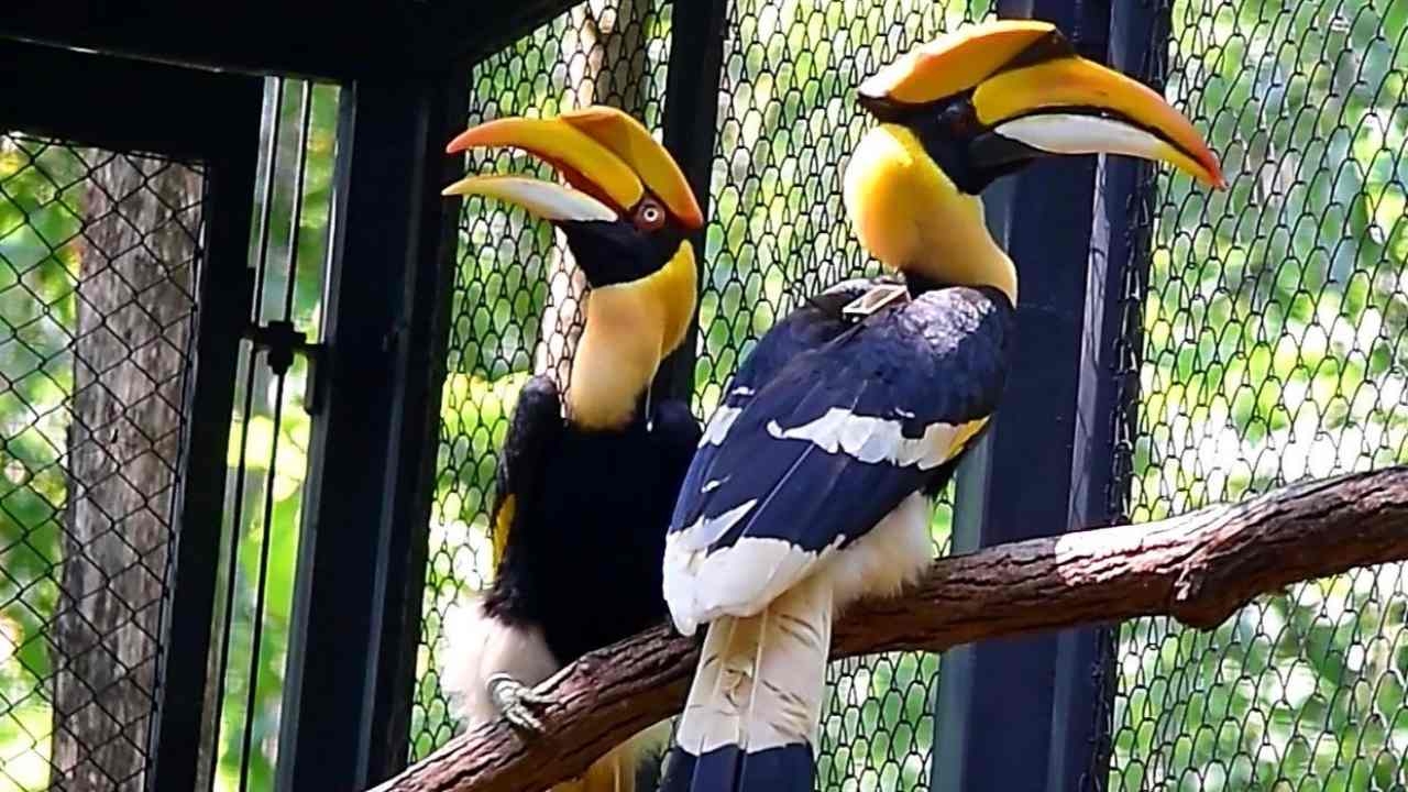 ปล่อย "นกกาฮัง" 2 ตัว คืนธรรมชาติ หลังหายจากป่าภาคเหนือกว่า 20 ปี